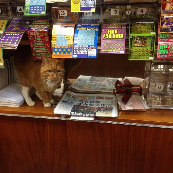 This feline has dedicated the last 12 years of its life to running a store, without taking a single day off. – The News Volcano