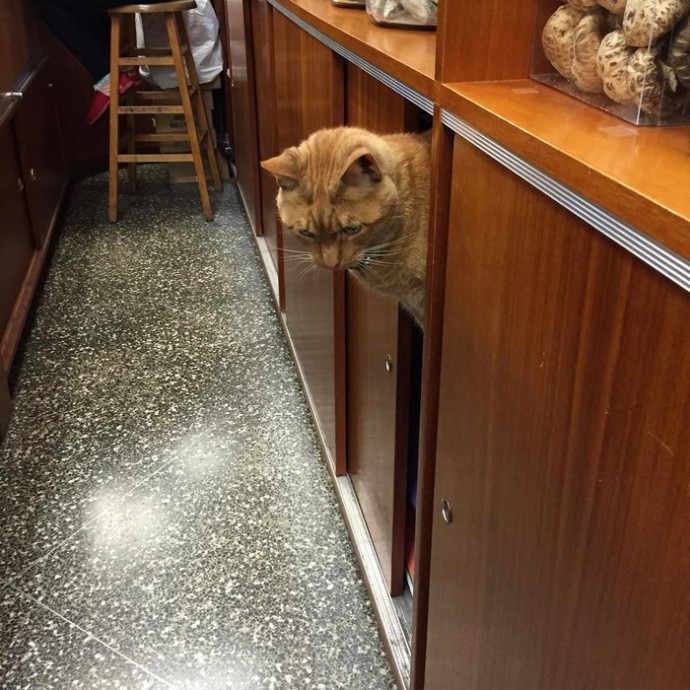 This feline has dedicated the last 12 years of its life to running a store, without taking a single day off. – The News Volcano