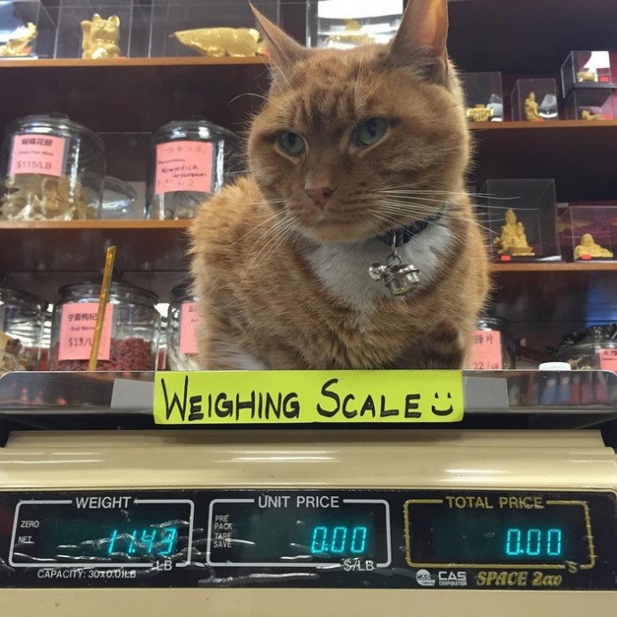 This feline has dedicated the last 12 years of its life to running a store, without taking a single day off. – The News Volcano