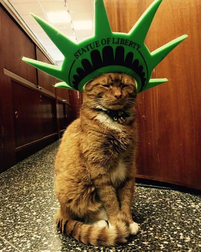 This feline has dedicated the last 12 years of its life to running a store, without taking a single day off. – The News Volcano