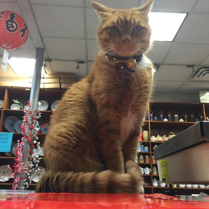 This feline has dedicated the last 12 years of its life to running a store, without taking a single day off. – The News Volcano