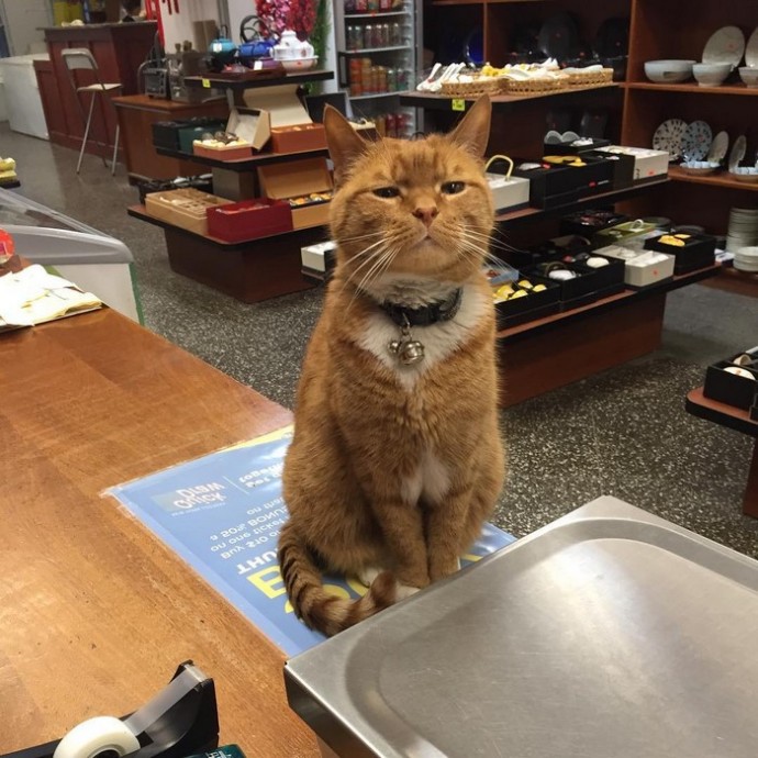 This feline has dedicated the last 12 years of its life to running a store, without taking a single day off. – The News Volcano