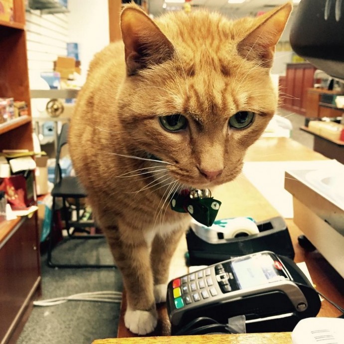 This feline has dedicated the last 12 years of its life to running a store, without taking a single day off. – The News Volcano