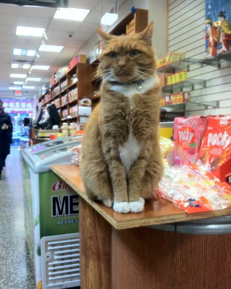 This feline has dedicated the last 12 years of its life to running a store, without taking a single day off. – The News Volcano