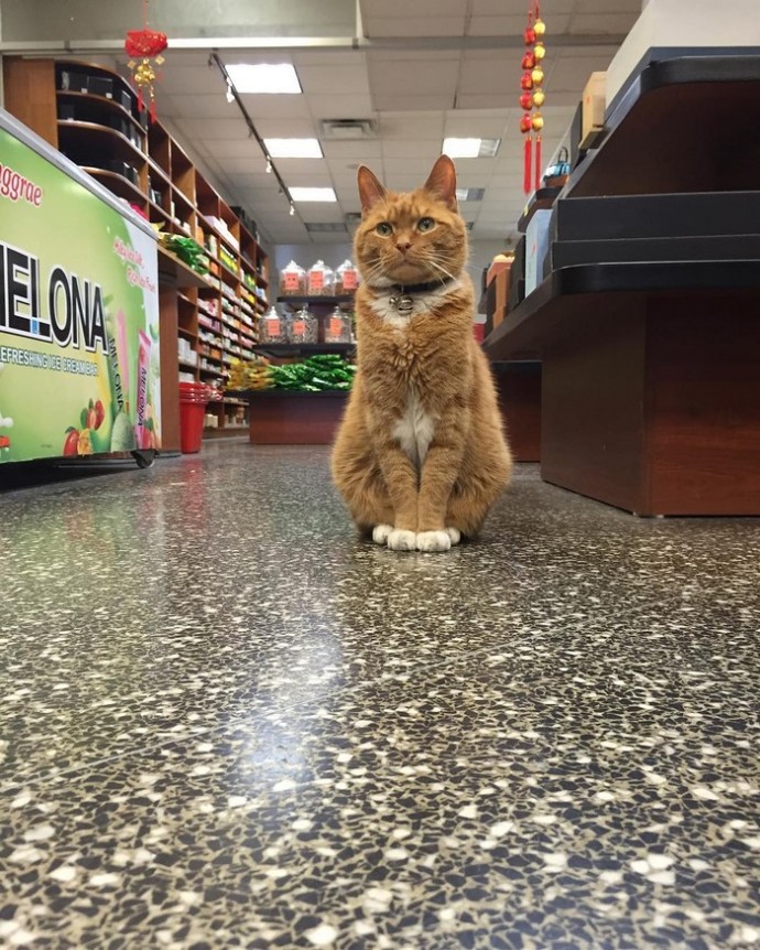 This feline has dedicated the last 12 years of its life to running a store, without taking a single day off. – The News Volcano