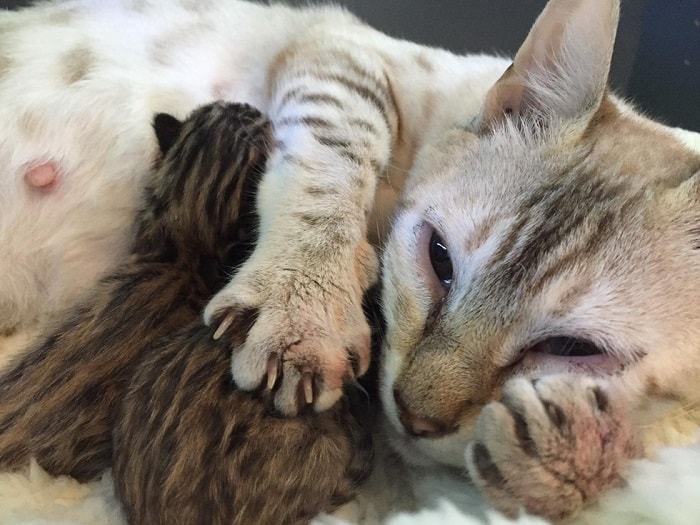 Rescue Bengal Mama Cat Overjoyed That Her Last Two Kittens Survive – The News Volcano