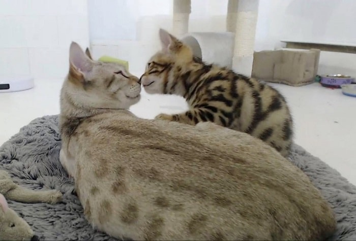 Rescue Bengal Mama Cat Overjoyed That Her Last Two Kittens Survive – The News Volcano