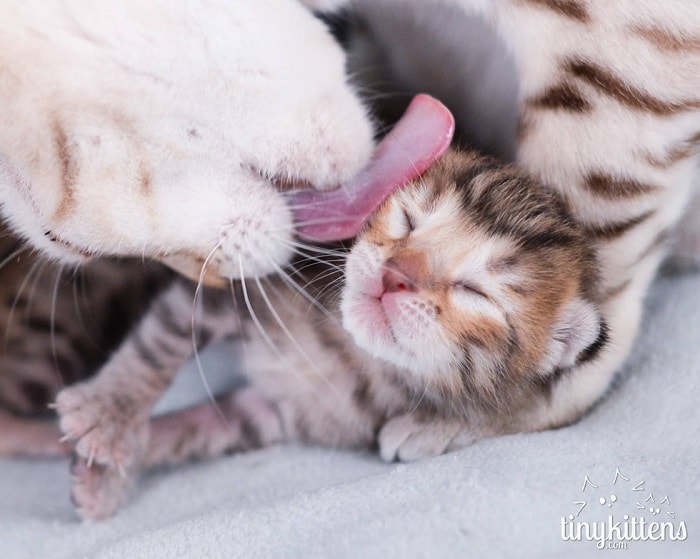 Rescue Bengal Mama Cat Overjoyed That Her Last Two Kittens Survive – The News Volcano