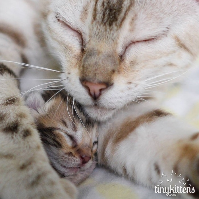 Rescue Bengal Mama Cat Overjoyed That Her Last Two Kittens Survive – The News Volcano