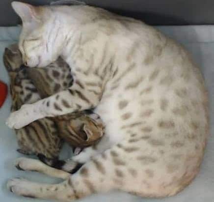 Rescue Bengal Mama Cat Overjoyed That Her Last Two Kittens Survive – The News Volcano