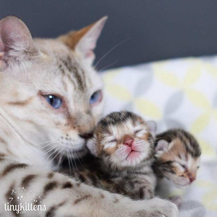 Rescue Bengal Mama Cat Overjoyed That Her Last Two Kittens Survive – The News Volcano