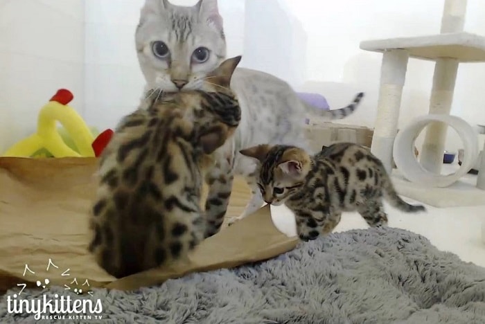 Rescue Bengal Mama Cat Overjoyed That Her Last Two Kittens Survive – The News Volcano