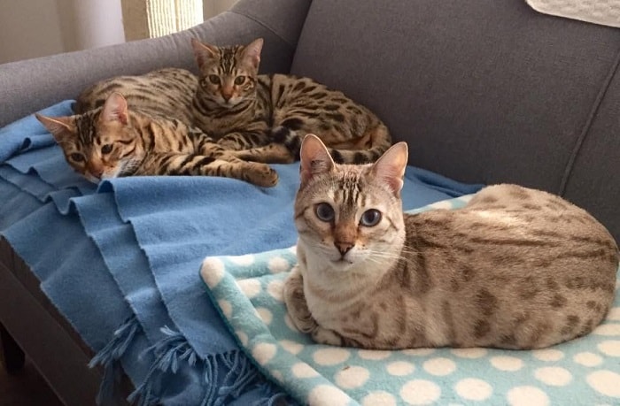 Rescue Bengal Mama Cat Overjoyed That Her Last Two Kittens Survive – The News Volcano