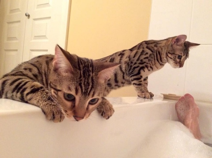 Rescue Bengal Mama Cat Overjoyed That Her Last Two Kittens Survive – The News Volcano