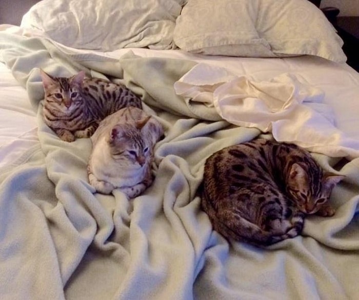 Rescue Bengal Mama Cat Overjoyed That Her Last Two Kittens Survive – The News Volcano