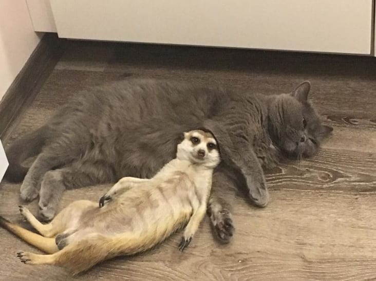 Cat and Meerkat Form Unbreakable Bond as Best Friends – The News Volcano