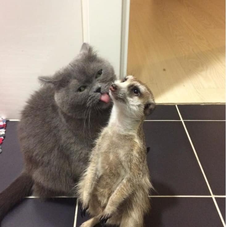 Cat and Meerkat Form Unbreakable Bond as Best Friends – The News Volcano