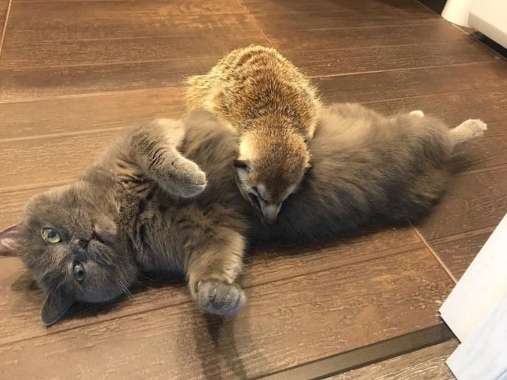 Cat and Meerkat Form Unbreakable Bond as Best Friends – The News Volcano