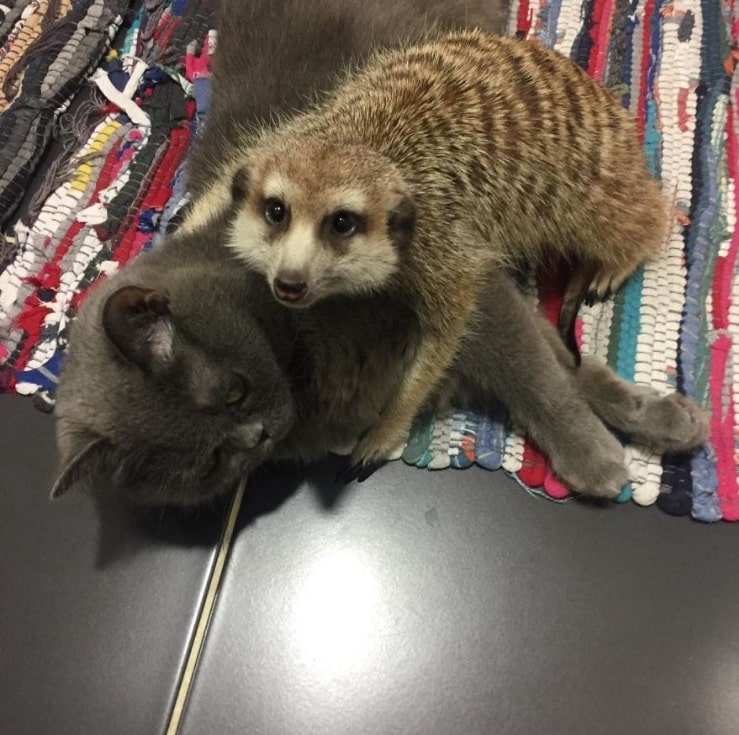 Cat and Meerkat Form Unbreakable Bond as Best Friends – The News Volcano