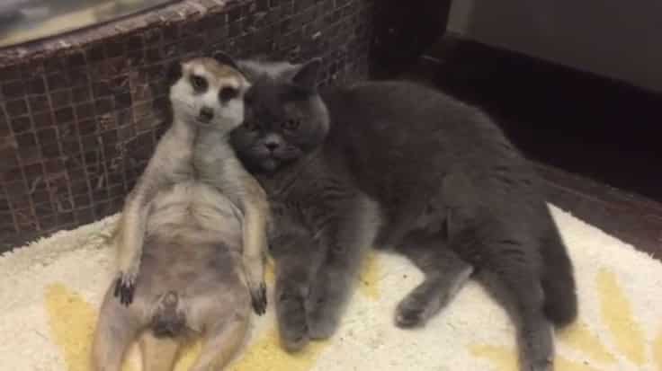 Cat and Meerkat Form Unbreakable Bond as Best Friends – The News Volcano