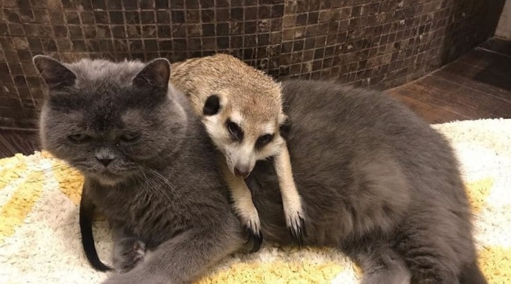 Cat and Meerkat Form Unbreakable Bond as Best Friends – The News Volcano