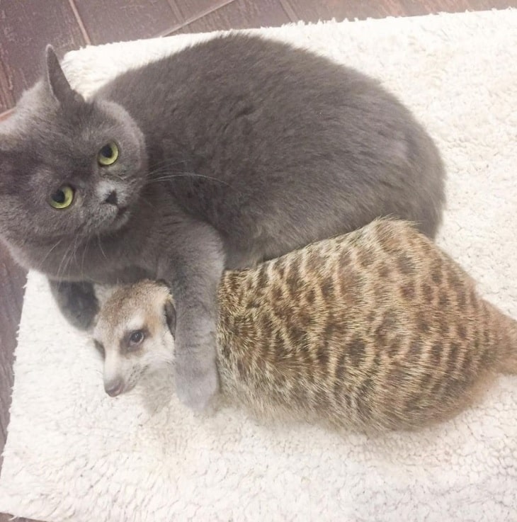 Cat and Meerkat Form Unbreakable Bond as Best Friends – The News Volcano