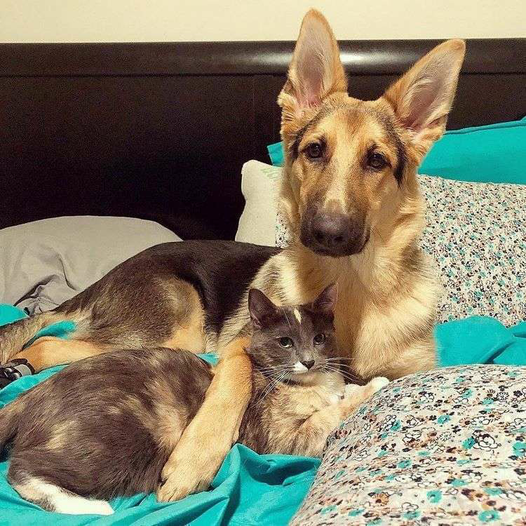 Despite their efforts to find a home for the kitten, the couple’s puppy embraced her tightly and refused to let go. – The News Volcano