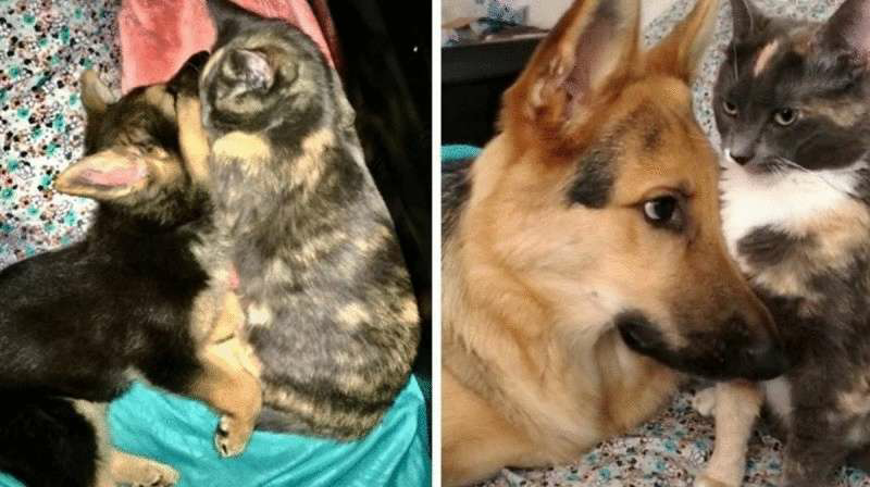 Despite their efforts to find a home for the kitten, the couple’s puppy embraced her tightly and refused to let go. – The News Volcano