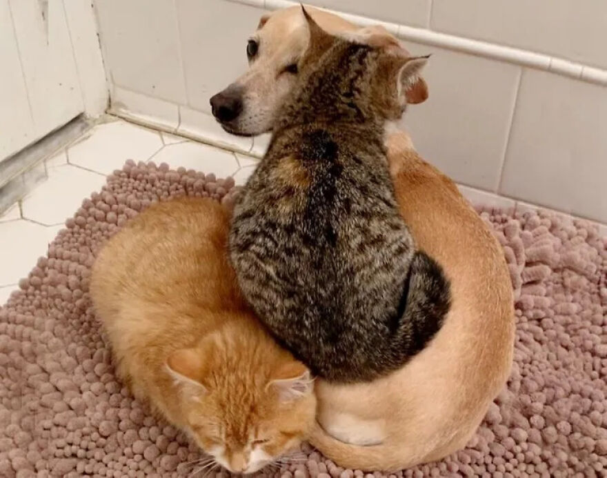 Nurtured by a dog, shy kittens find solace and protection as they gather the courage to interact with humans. – The News Volcano