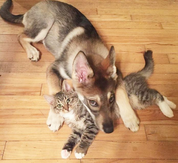 Displaying a gentle nature, a dog chooses its own shelter kitten to bring home, forming an endearing bond. – The News Volcano