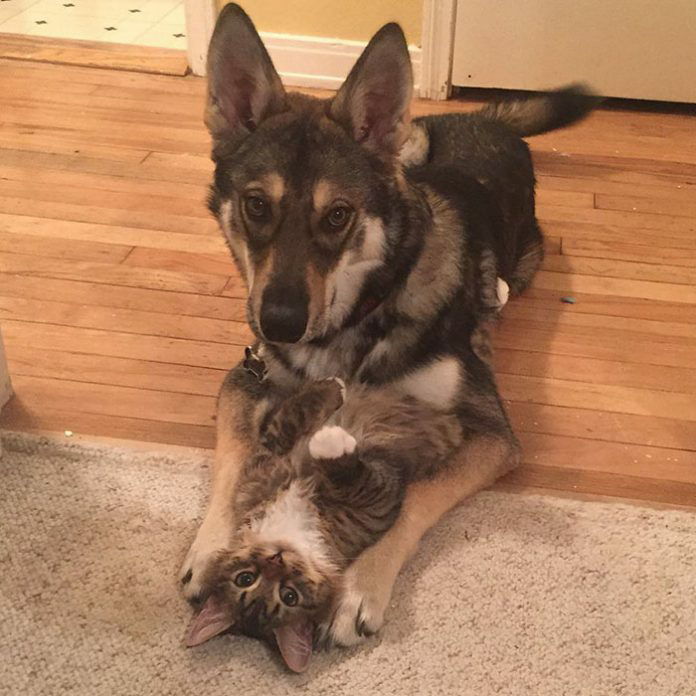 Displaying a gentle nature, a dog chooses its own shelter kitten to bring home, forming an endearing bond. – The News Volcano