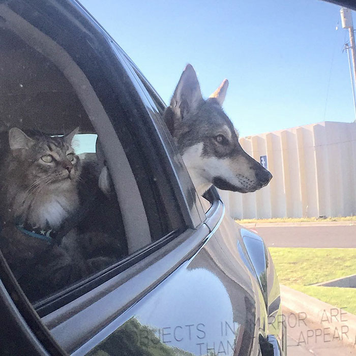 Displaying a gentle nature, a dog chooses its own shelter kitten to bring home, forming an endearing bond. – The News Volcano