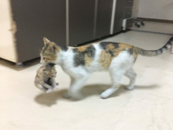 A stray mommy cat brings her sick kitten to a hospital seeking help, displaying her maternal instincts and resilience. – The News Volcano