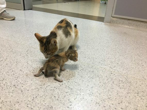 A stray mommy cat brings her sick kitten to a hospital seeking help, displaying her maternal instincts and resilience. – The News Volcano