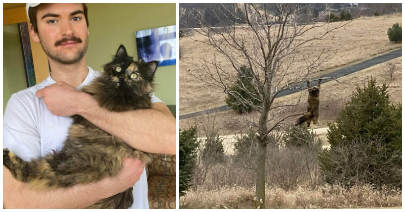 After a challenging search, the owner spots their “missing” cat hanging upside down on tree branches, causing a mixture of relief and amusement. – The News Volcano