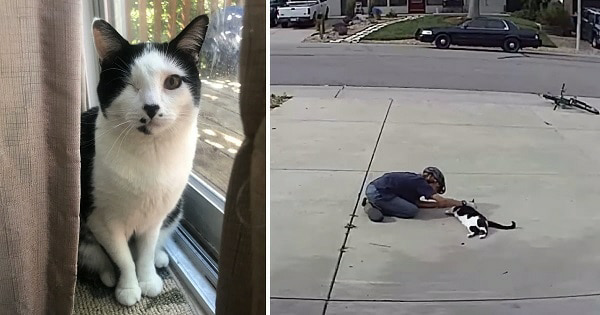 Caught in a heartwarming act, a boy pays a sweet visit to his neighbor’s “misunderstood” cat. – The News Volcano