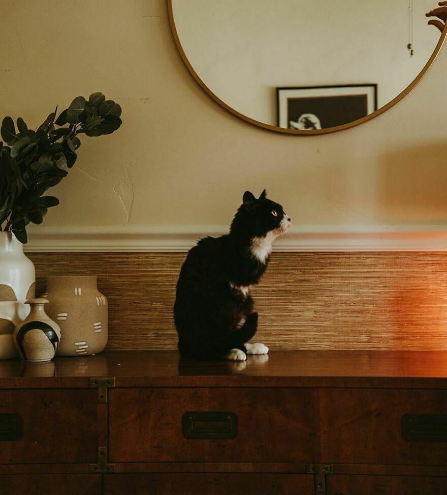 A cat guardian establishes an Instagram profile for her bi-limbed cat, sharing the inspiring journey of rehabilitation in an exclusive interview. – The News Volcano