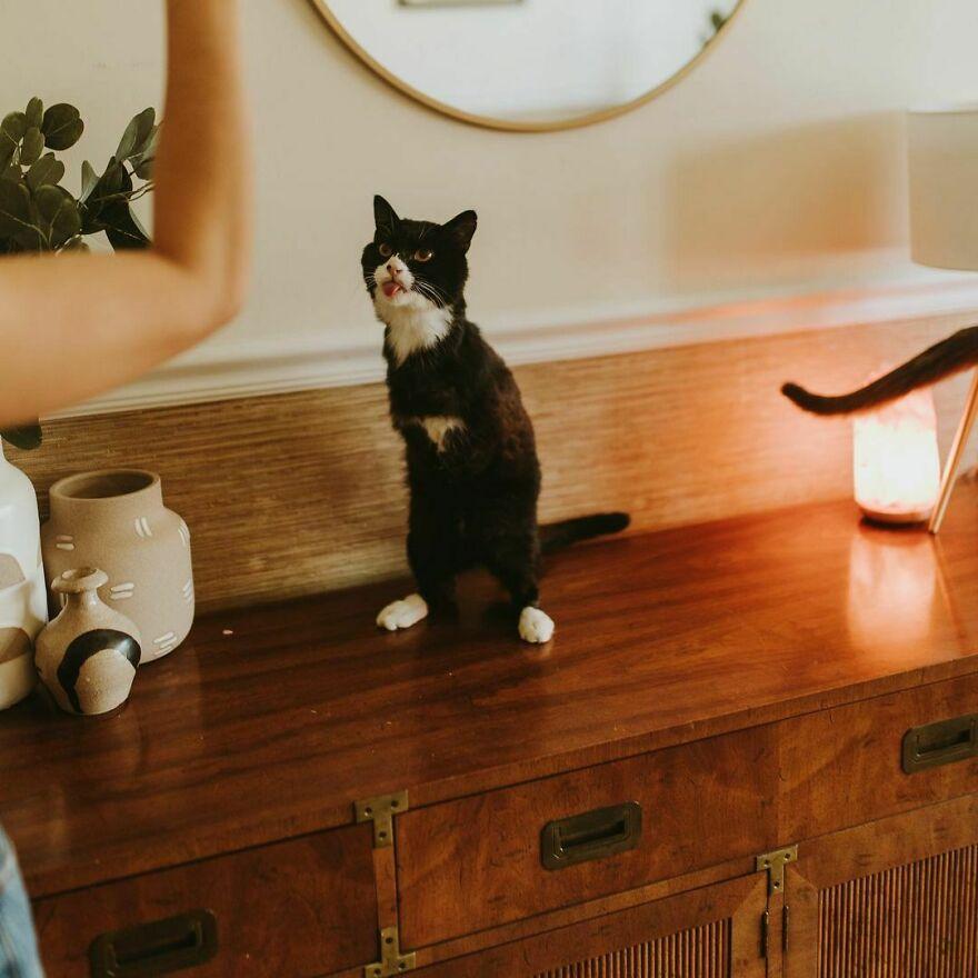 A cat guardian establishes an Instagram profile for her bi-limbed cat, sharing the inspiring journey of rehabilitation in an exclusive interview. – The News Volcano