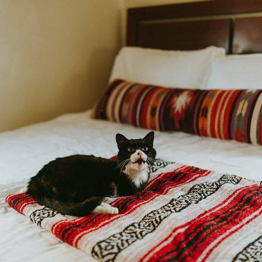 A cat guardian establishes an Instagram profile for her bi-limbed cat, sharing the inspiring journey of rehabilitation in an exclusive interview. – The News Volcano