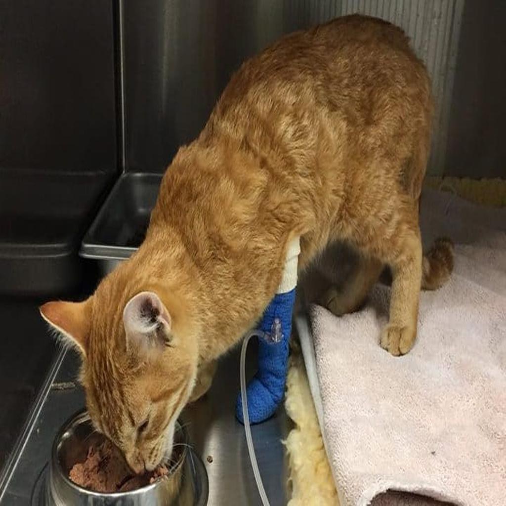 Rescue a wounded cat found in a rucksack, discarded like refuse, and provide the care it deserves. – The News Volcano