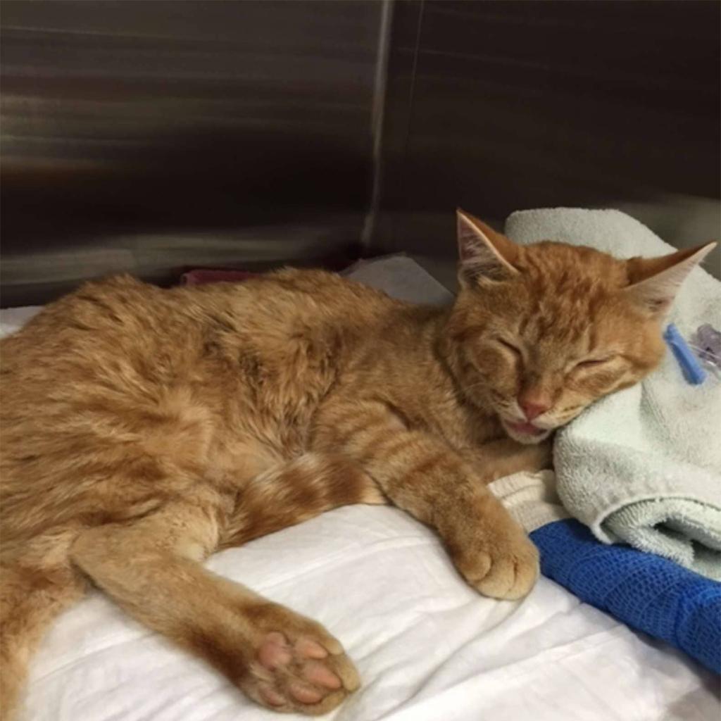 Rescue a wounded cat found in a rucksack, discarded like refuse, and provide the care it deserves. – The News Volcano