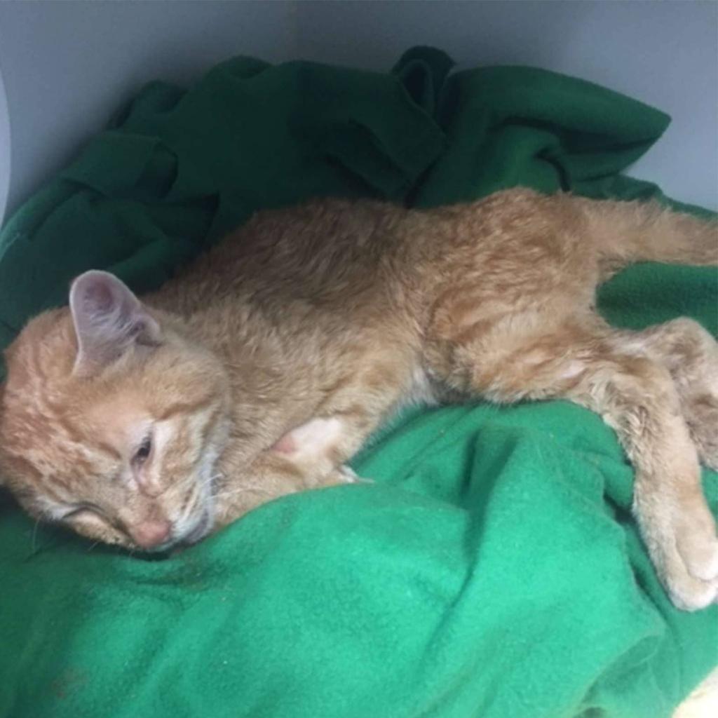 Rescue a wounded cat found in a rucksack, discarded like refuse, and provide the care it deserves. – The News Volcano