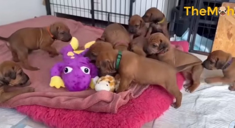 In the midst of a snowfall, an abandoned heavily pregnant dog miraculously gives birth to a remarkable litter of 15 beautiful puppies. - Puppies Love