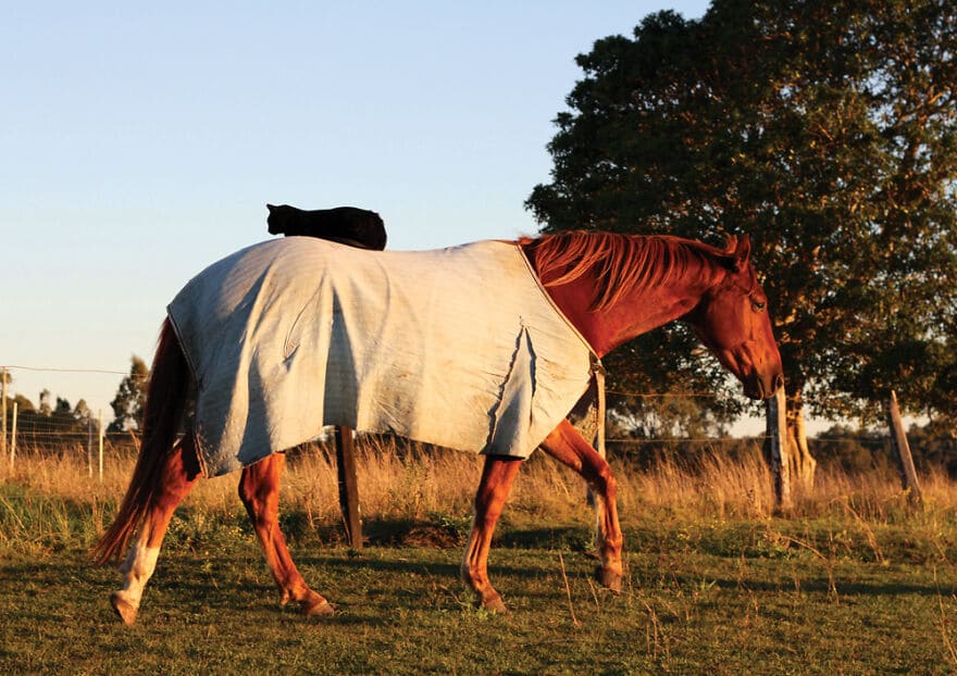 A heartwarming friendship blossoms between a sweet cat and a gentle horse, demonstrating the remarkable connections that can form between different species, evoking feelings of wonder and joy. – Latest News Hunters