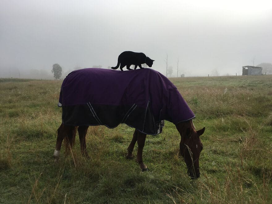 A heartwarming friendship blossoms between a sweet cat and a gentle horse, demonstrating the remarkable connections that can form between different species, evoking feelings of wonder and joy. – Latest News Hunters