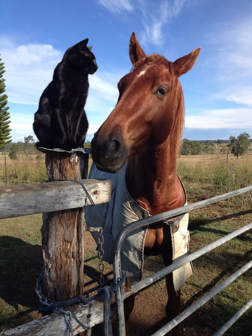 A heartwarming friendship blossoms between a sweet cat and a gentle horse, demonstrating the remarkable connections that can form between different species, evoking feelings of wonder and joy. – Latest News Hunters