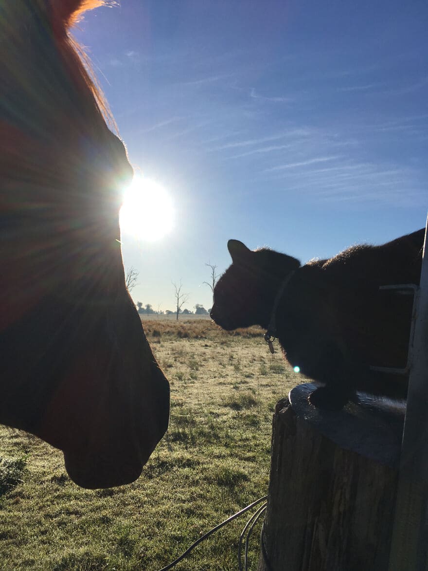 A heartwarming friendship blossoms between a sweet cat and a gentle horse, demonstrating the remarkable connections that can form between different species, evoking feelings of wonder and joy. – Latest News Hunters