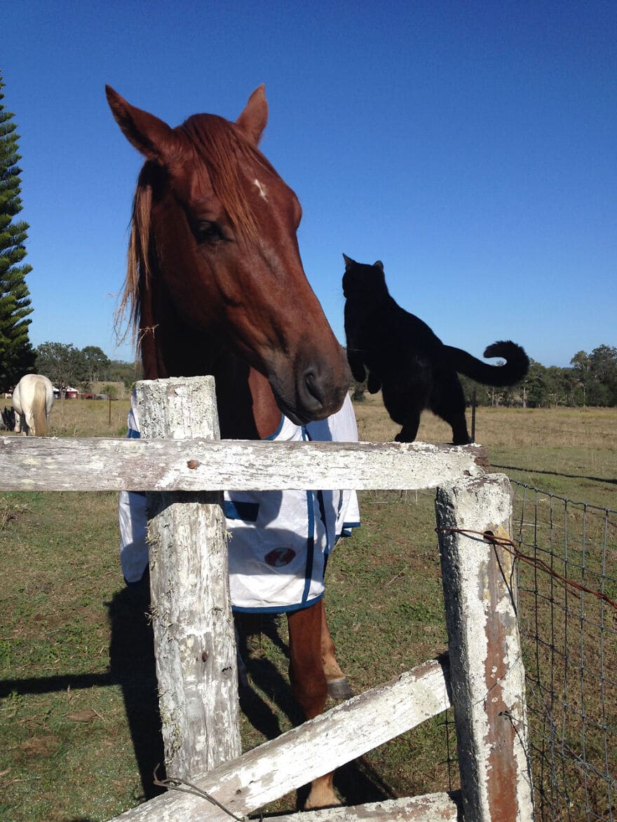 A heartwarming friendship blossoms between a sweet cat and a gentle horse, demonstrating the remarkable connections that can form between different species, evoking feelings of wonder and joy. – Latest News Hunters