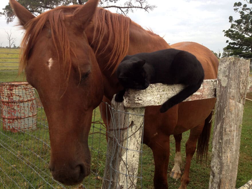 A heartwarming friendship blossoms between a sweet cat and a gentle horse, demonstrating the remarkable connections that can form between different species, evoking feelings of wonder and joy. – Latest News Hunters