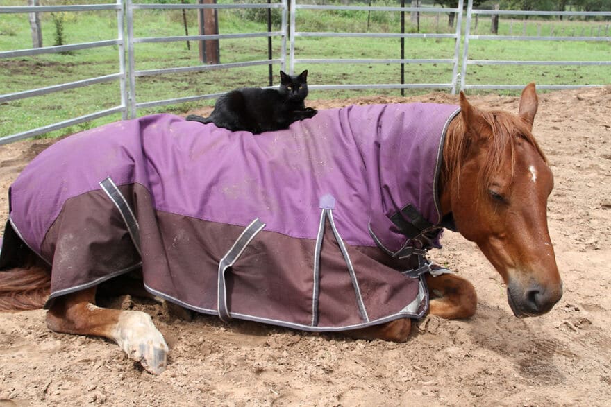 A heartwarming friendship blossoms between a sweet cat and a gentle horse, demonstrating the remarkable connections that can form between different species, evoking feelings of wonder and joy. – Latest News Hunters